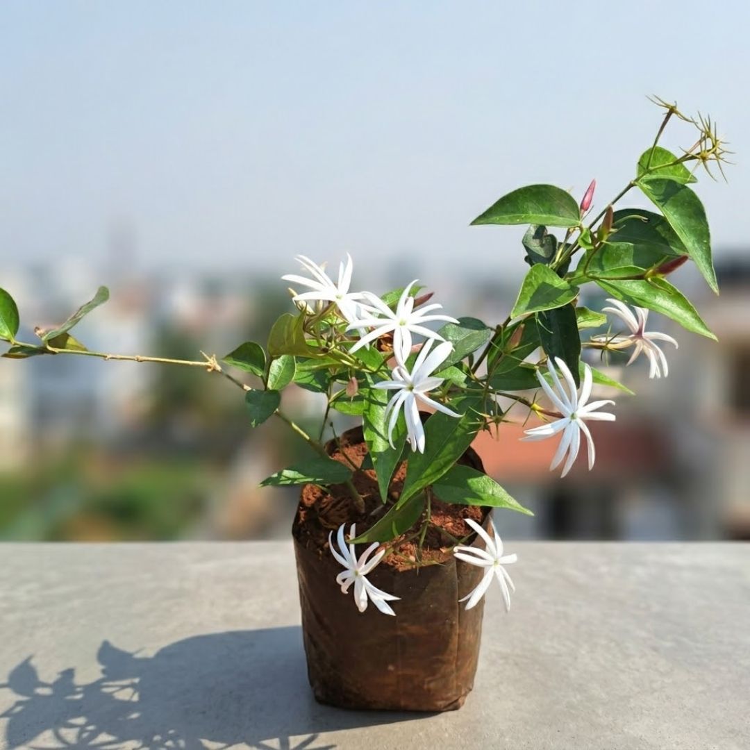 Red Jasmine in 4 Inch Nursery Bag
