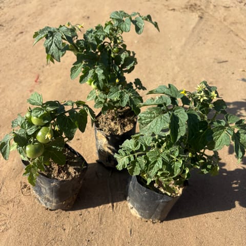 Set Of 3 - Cherry Tomato in 3 Inch Nursery Bag