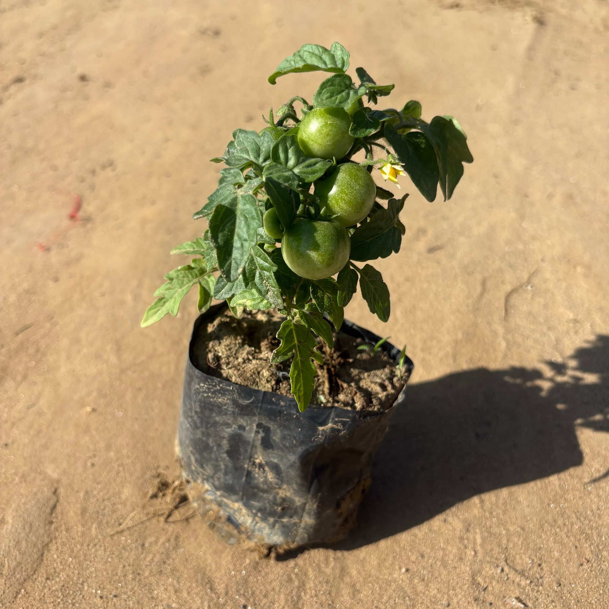 Cherry Tomato in 3 Inch Nursery Bag