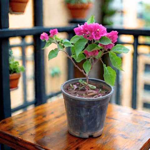 Bougainvillea (any colour) in 6 inch Super Nursery Pot