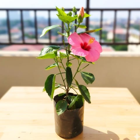Hibiscus / Gudhal Pink in 4 Inch Nursery Bag