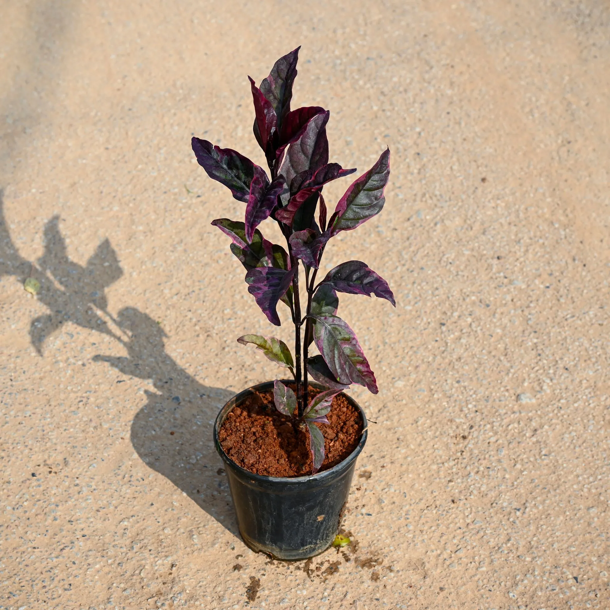 Eranthemum Black in 5 Inch Nursery Pot