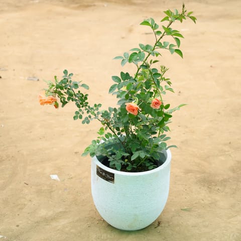 Miniature Rose (any colour) in 12 X 12 Inch Live Plant White Premium Orbis Fiberglass Planter