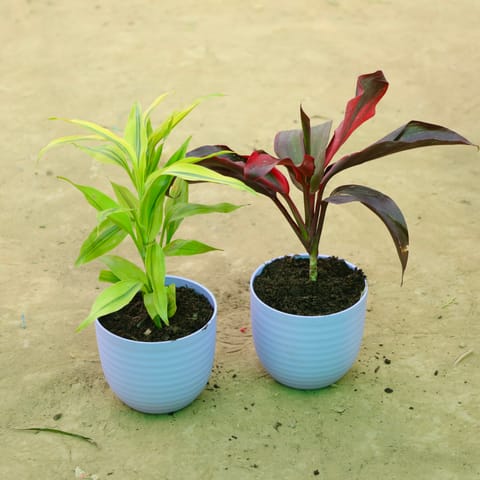 Set of 2 - Lucky  Bamboo & Dracaena Mahatma in 4 Inch Live Plant Purple Avora Premium Plastic Planter