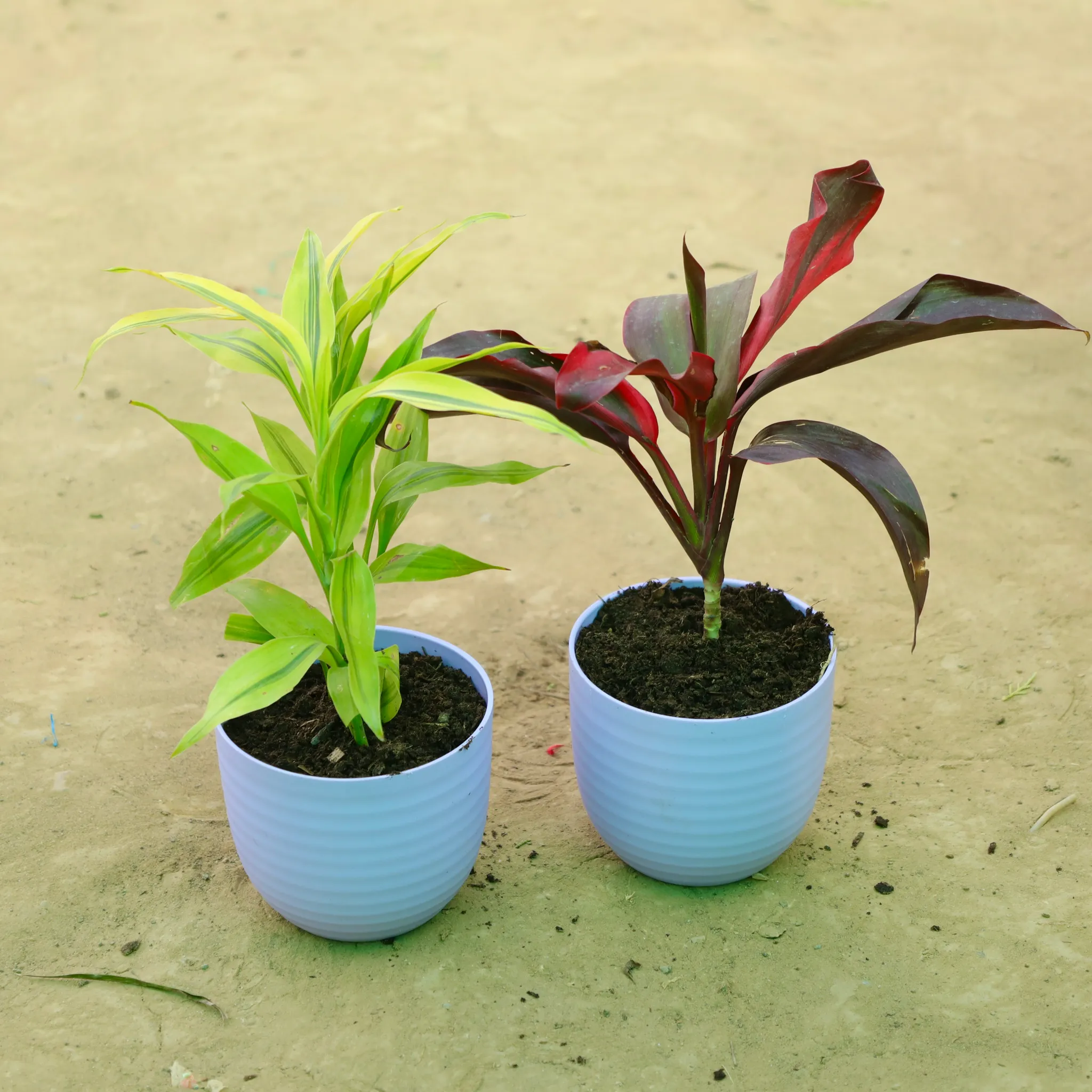 Set of 2 - Lucky Bamboo & Dracaena Mahatma in 4 Inch Purple Avora Premium Plastic Planter