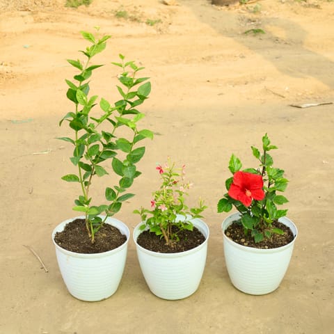 Triveni Bloom Collection - Set of 3 - Mogra, Rangoon Creeper Pink & Hibiscus (any colour) in 08 Inch Live Plant White Marble Premium Milo Round Plastic Pot