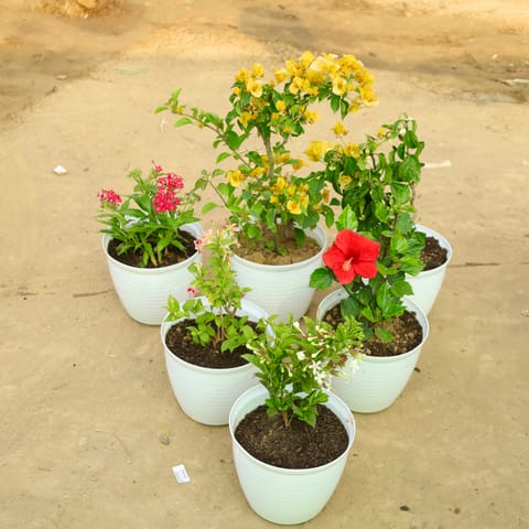Set of 6 - Hibiscus Red, Allamanda Dwarf, Kaner Red, Rangoon Creeper, Madhumalti & Pentas Red in 08 Inch Live Plant White Marble Premium Milo Round Plastic Pot