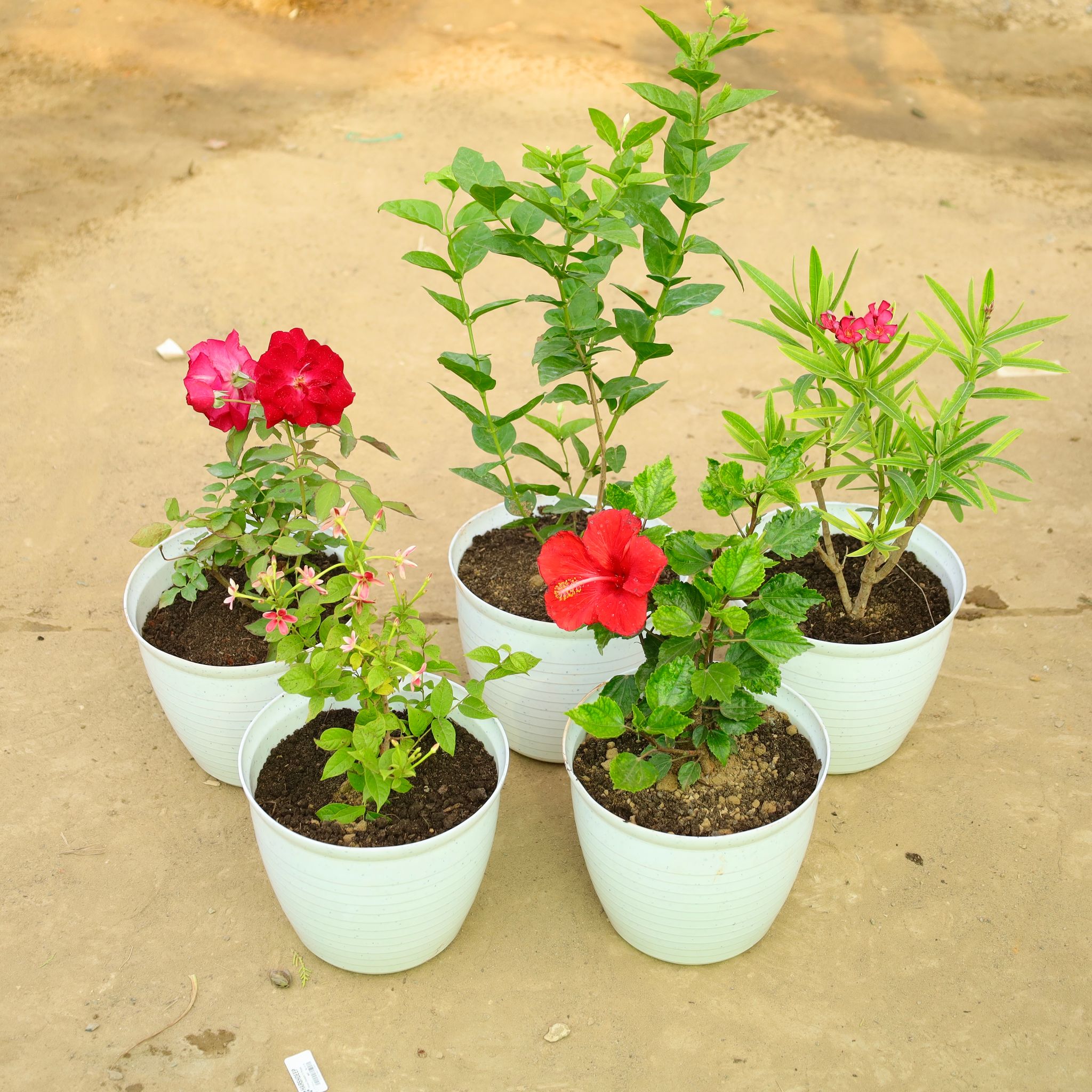 Set of 5 - Hibiscus Red, Mogra, Kaner Red, Rangoon Creeper & Red Rose in 08 Inch White Marble Premium Milo Round Plastic Pot