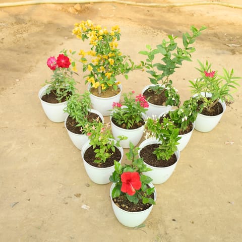 Set of 10 - Bougainvillea Yellow, Red Rose, Mogra, Kaner Red, Pentas Red, Allamanda Dwarf, Rangoon Creeper, Madhumalti, Hibiscus Red & Bleeding Heart in 08 Inch Live Plant White Marble Premium Milo Round Plastic Pot