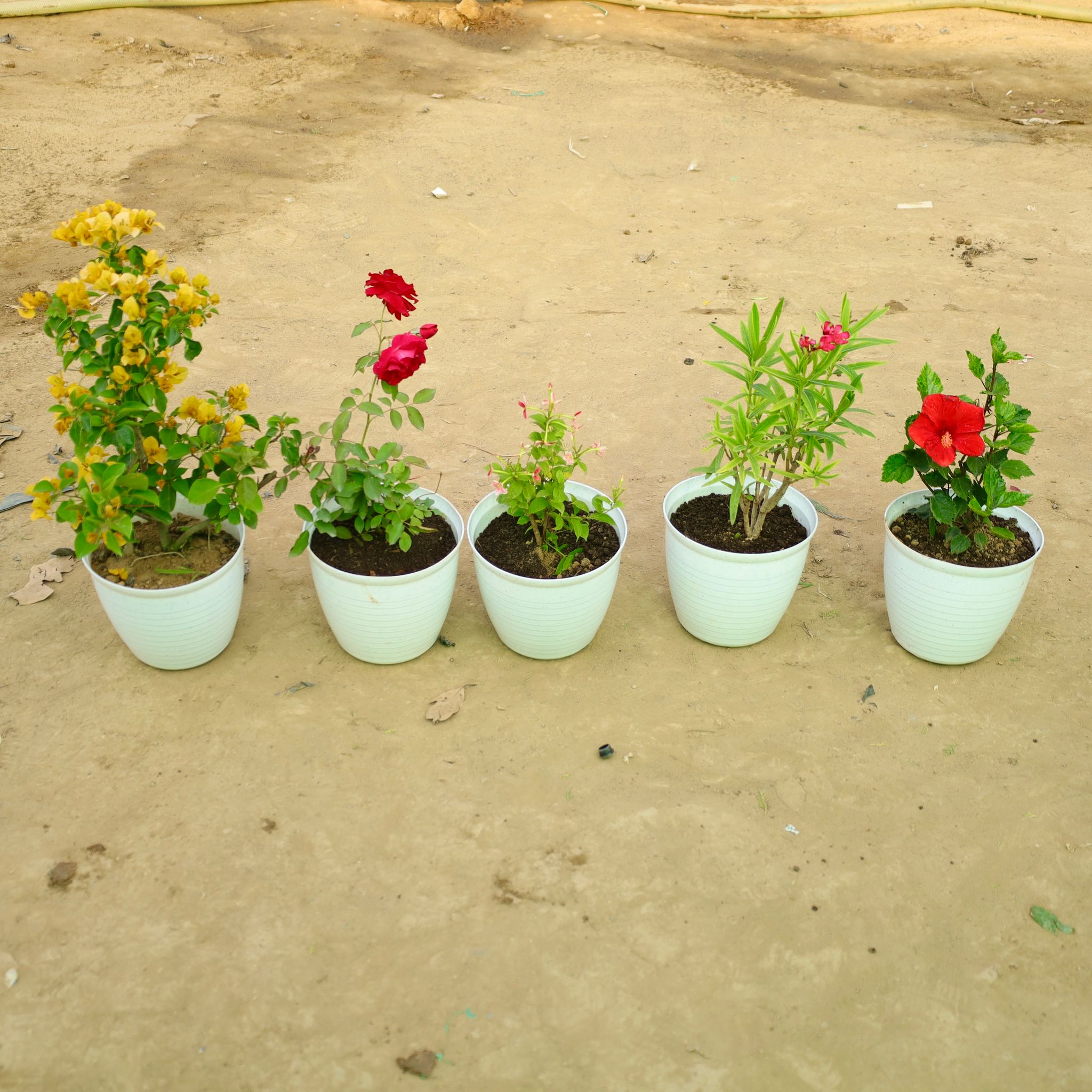 Set of 5 - Bougainvillea Yellow, Red Rose, Rangoon Creeper, Kaner Red & Hibiscus Red in 08 Inch White Marble Premium Milo Round Plastic Pot