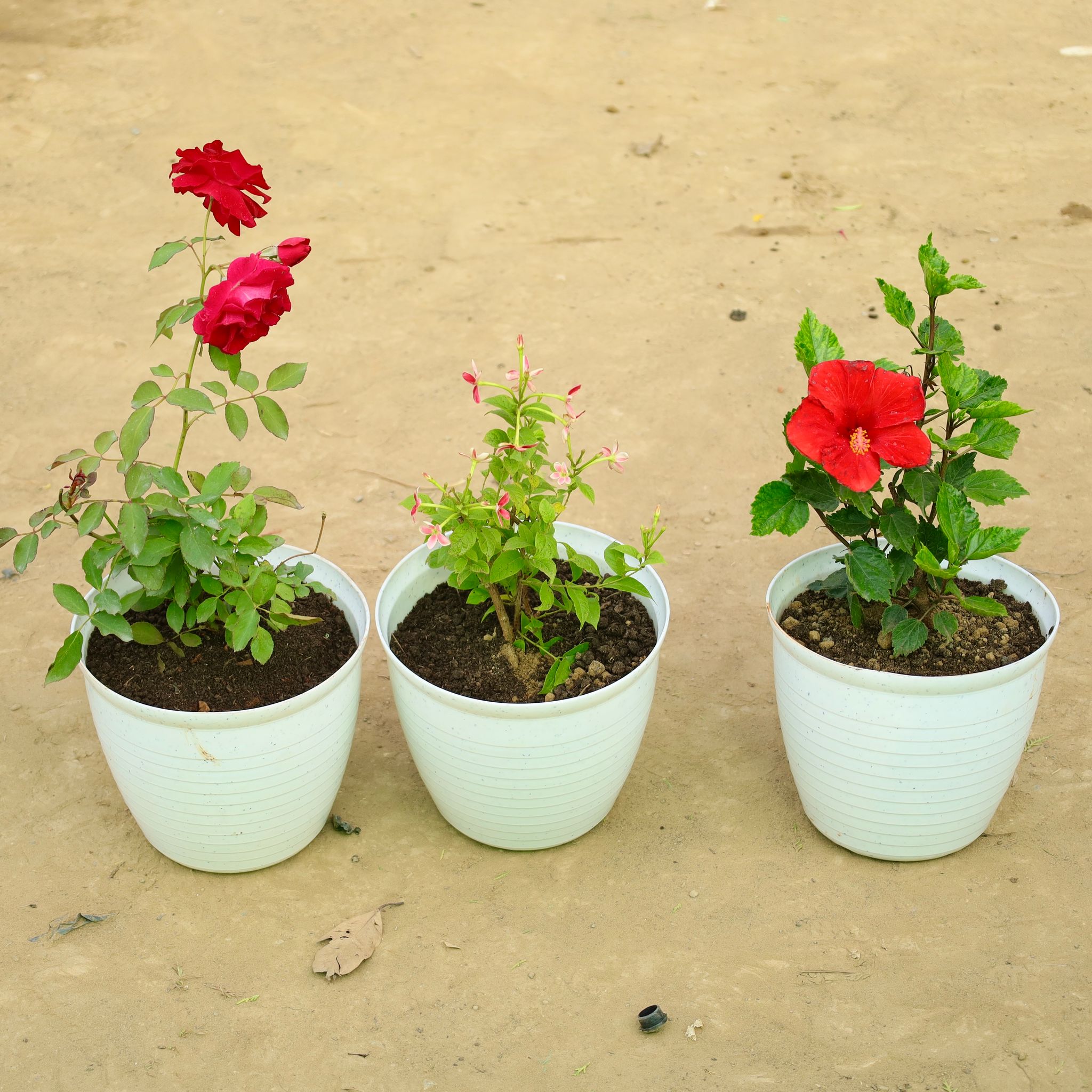 Set of 3 - Red Rose, Rangoon Creeper Pink & Hibiscus red in 08 Inch White Marble Premium Milo Round Plastic Pot