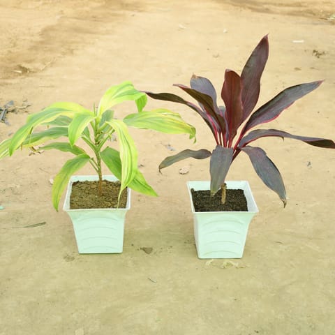 Set of 2 - Dracaena?Tropical Ribbon & Dracaena Rosea in 08 Inch Live Plant White Premium Tokyo Square Plastic Pot