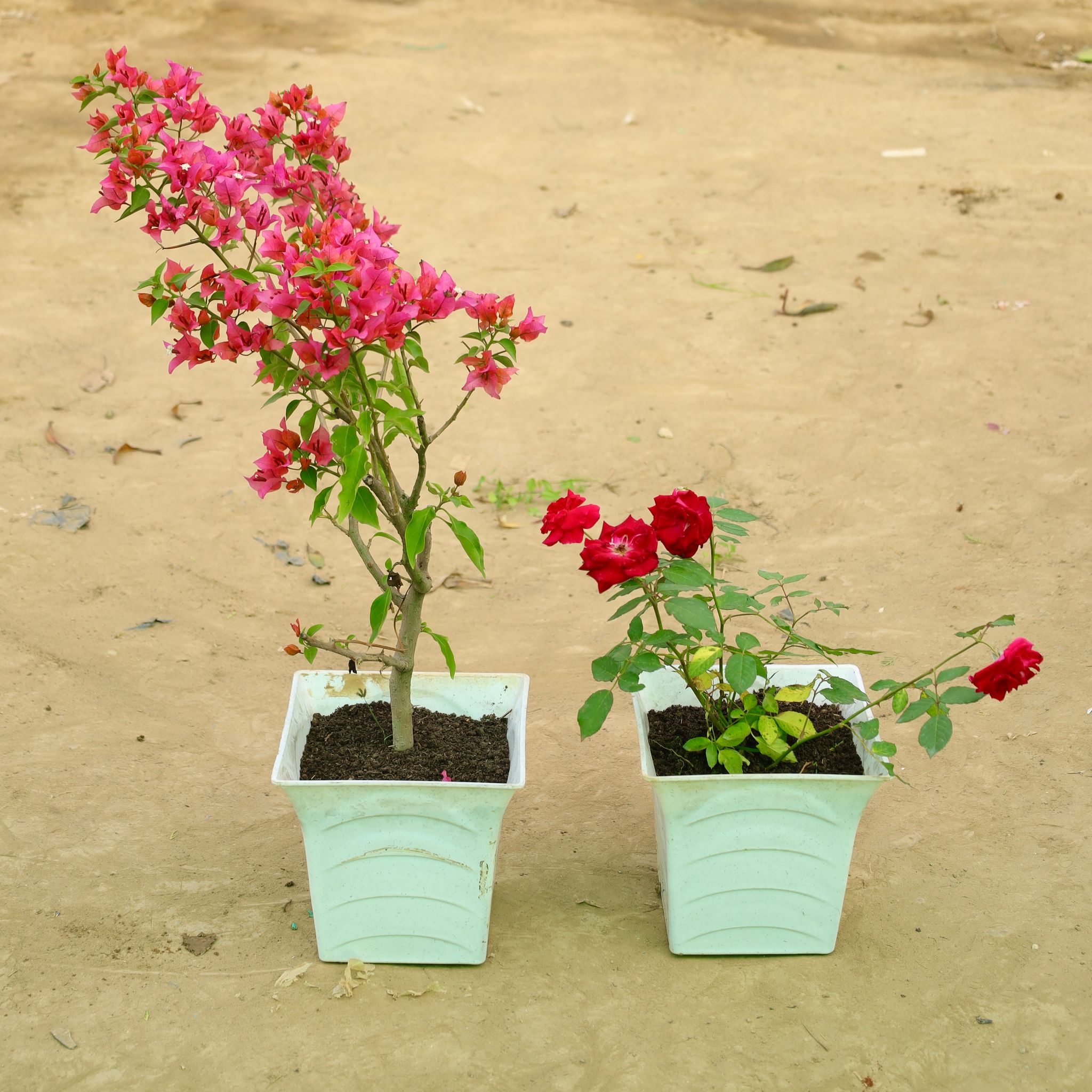 Set of 2 - Bougainvillea Pink & Red Rose in 08 Inch White Premium Tokyo Square Plastic Pot