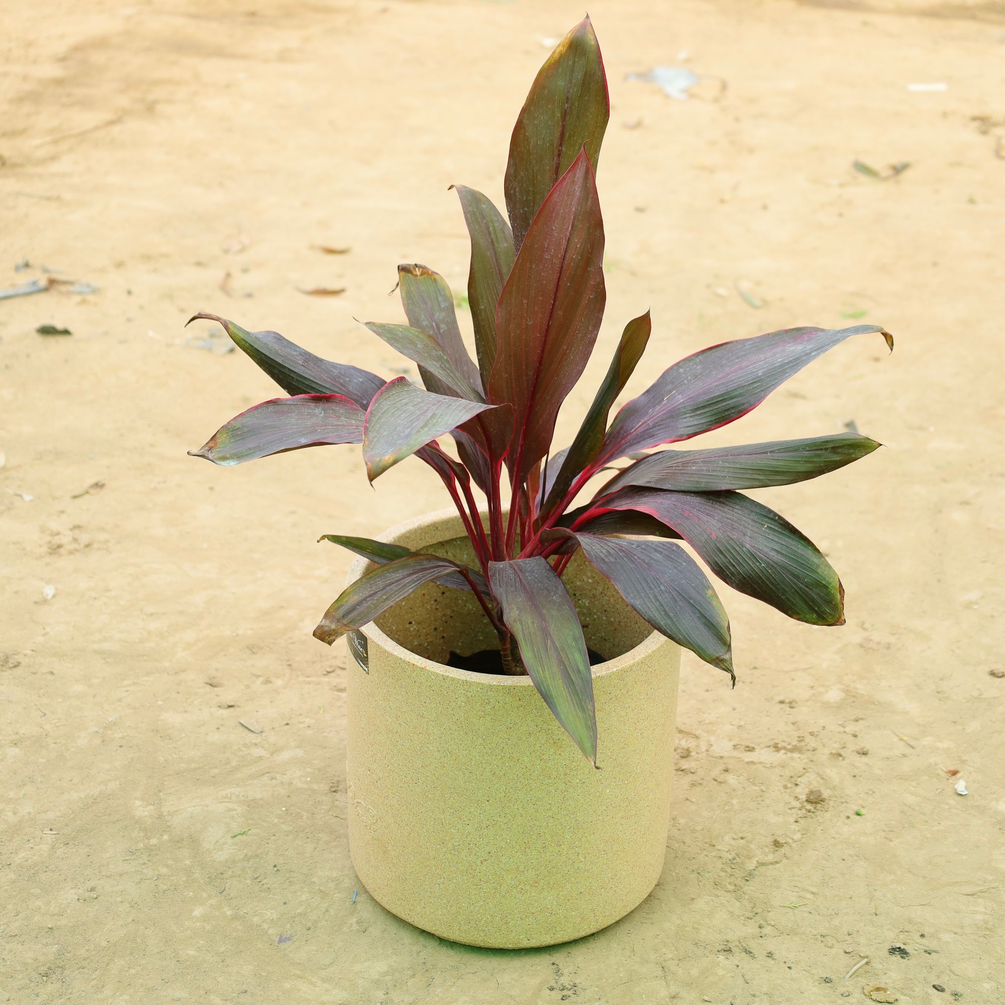 Dracaena Rosea in 11 X 11 Inch Sandstone Premium Dochieo Fiberglass Planter