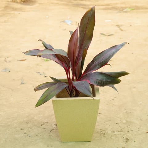 Dracaena Rosea in 12 X 10 Inch Live Plant Sandstone Premium Blaze Fiberglass Planter