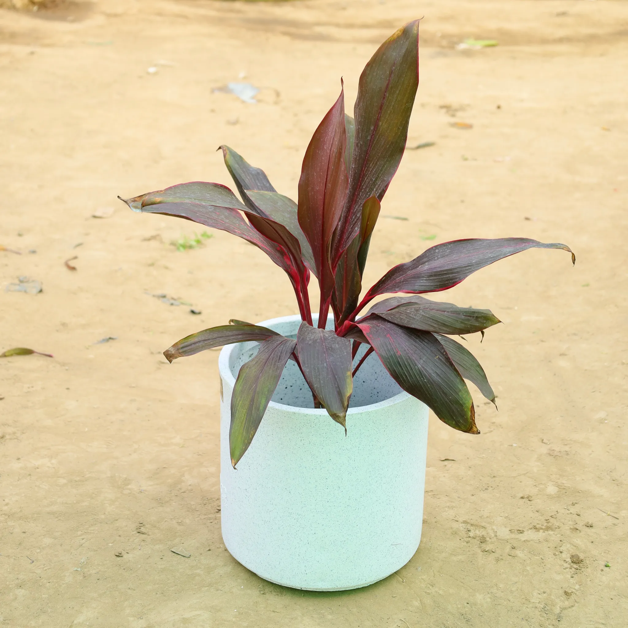 Dracaena Rosea in 11 X 11 Inch White Premium Dochieo Fiberglass Planter