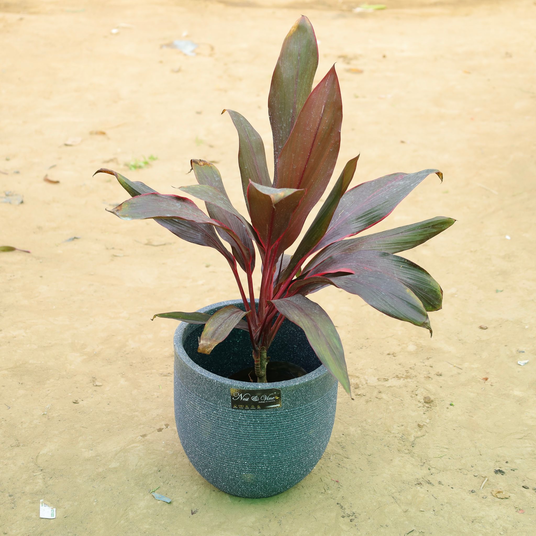 Dracaena Rosea in 12 X 12 Inch Grey Premium Orbis Fiberglass Planter