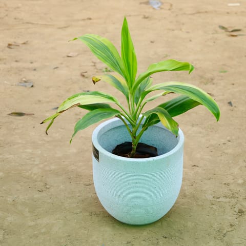Dracaena?Tropical Ribbon in 12 X 12 Inch Live Plant White Premium Orbis Fiberglass Planter