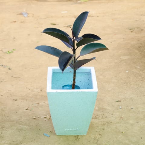 Rubber Black in 12 X 10 Inch Live Plant White Premium Blaze Fiberglass Planter?