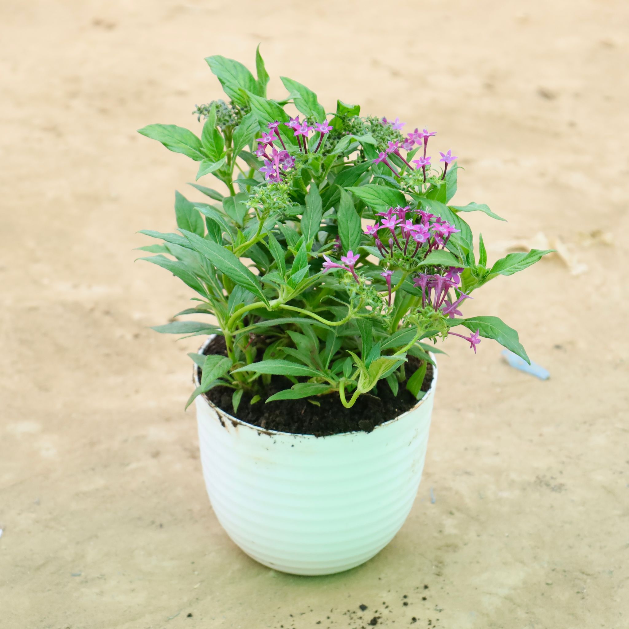 Pentas Pink in 6 Inch White Avora Plastic Pot