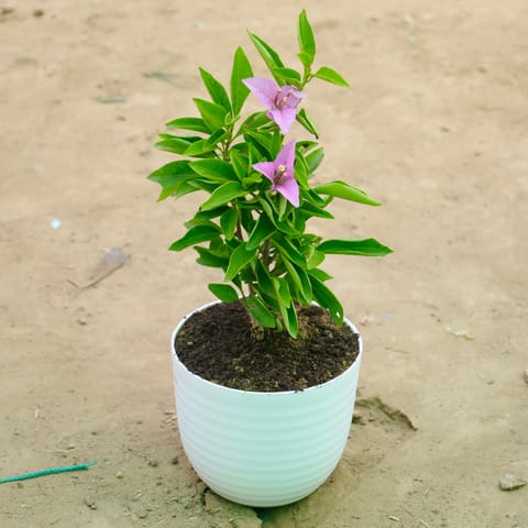 Bougainvillea Dwarf Light Pink in 6 Inch White Avora Plastic Pot