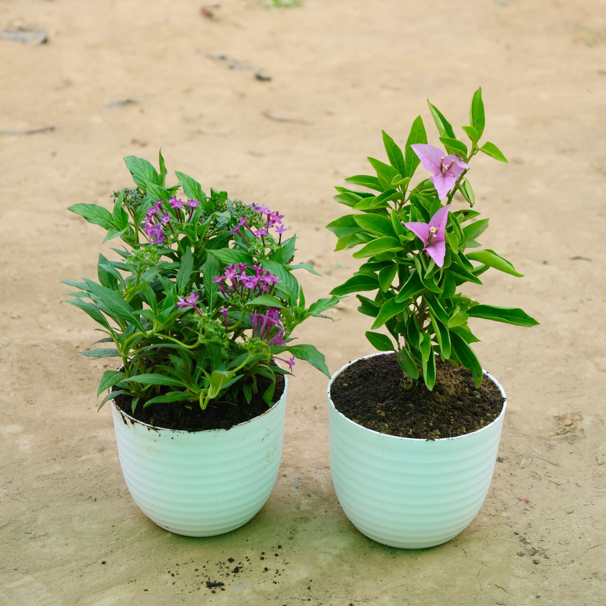 Set of 2 - Pentas pink & Bougainvillea Dwarf Light Pink in 6 Inch White Avora Plastic Pot