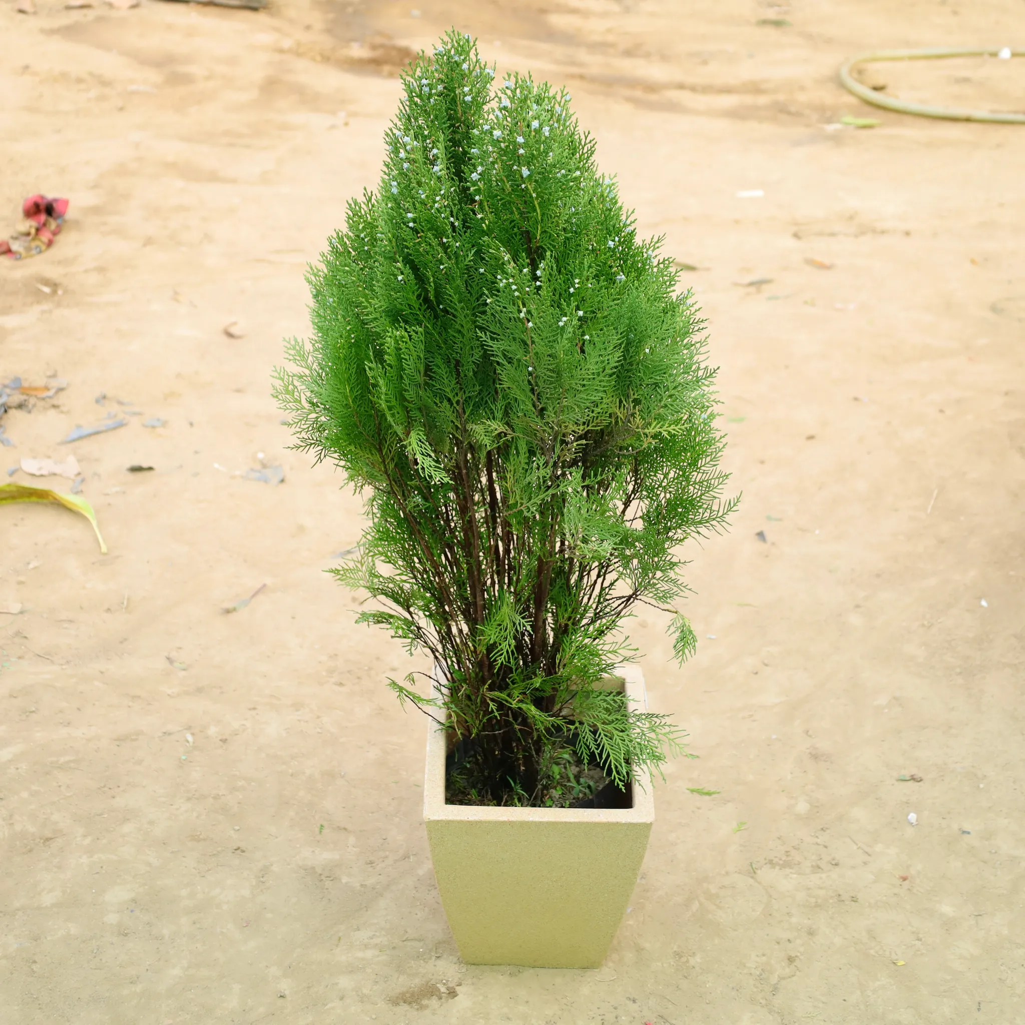 Morpankhi in 12 X 10 Inch Sandstone Premium Blaze Fiberglass Planter