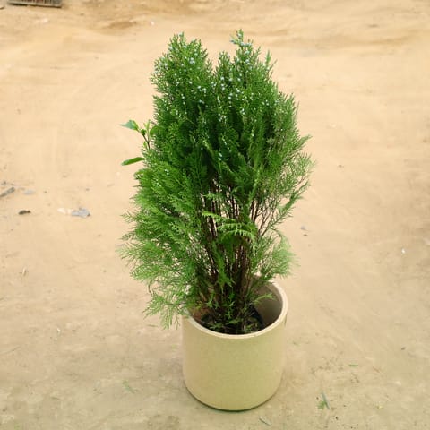 Morpankhi in 11 X 11 Inch Live Plant Sandstone Premium Dochieo Fiberglass Planter