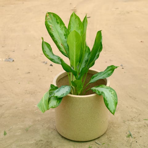 Exotic Aglaonema Green Enchantress in 11 X 11 Inch Sandstone Premium Dochieo Fiberglass Planter
