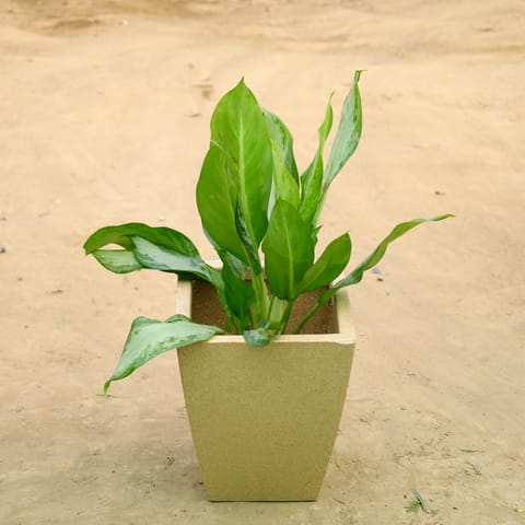 Exotic Aglaonema Green Enchantress in 12 X 10 Inch Sandstone Premium Blaze Fiberglass Planter