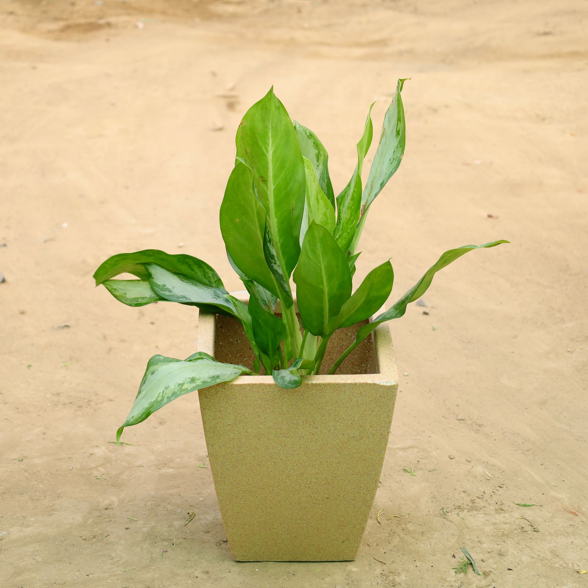 Exotic Aglaonema Green Enchantress in 12 X 10 Inch Sandstone Premium Blaze Fiberglass Planter