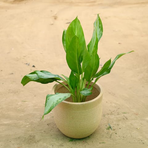 Exotic Aglaonema Green Enchantress in 12 X 12 Inch Sandstone Premium Orbis Fiberglass Planter