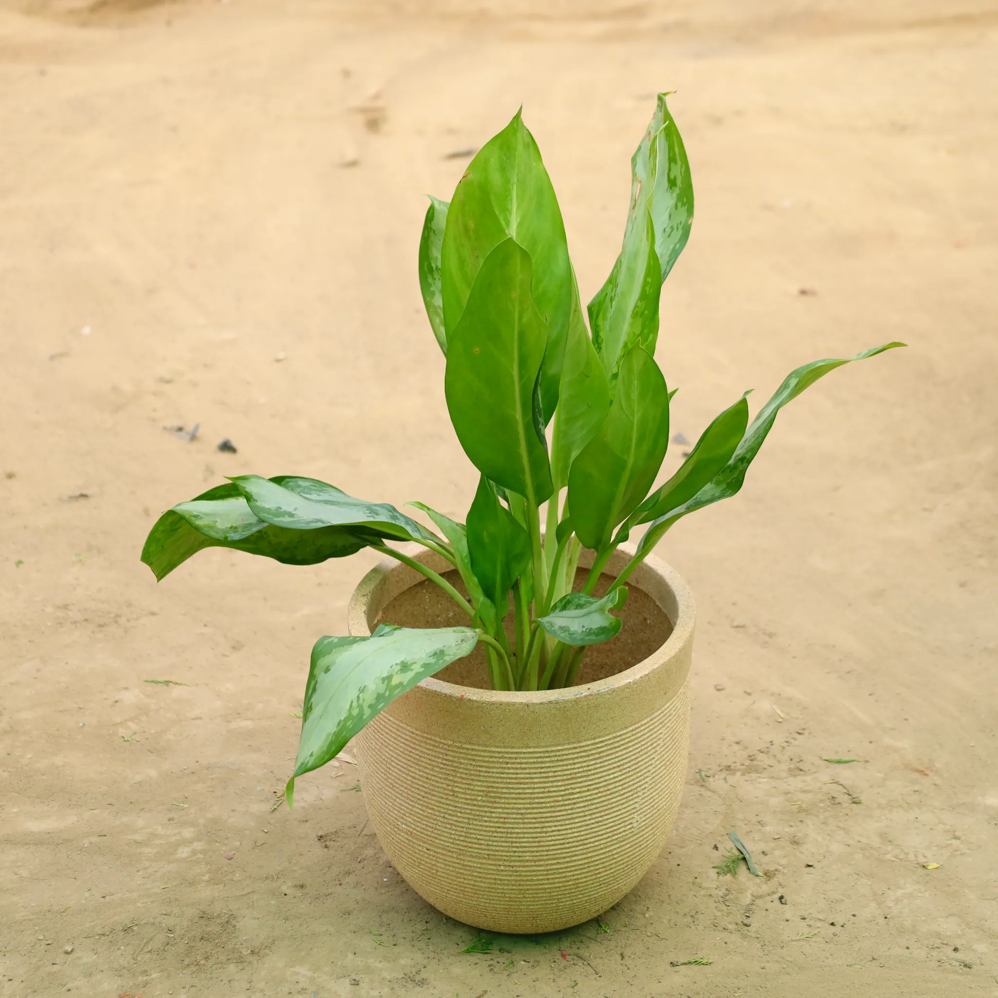 Exotic Aglaonema Green Enchantress in 12 X 12 Inch Sandstone Premium Orbis Fiberglass Planter