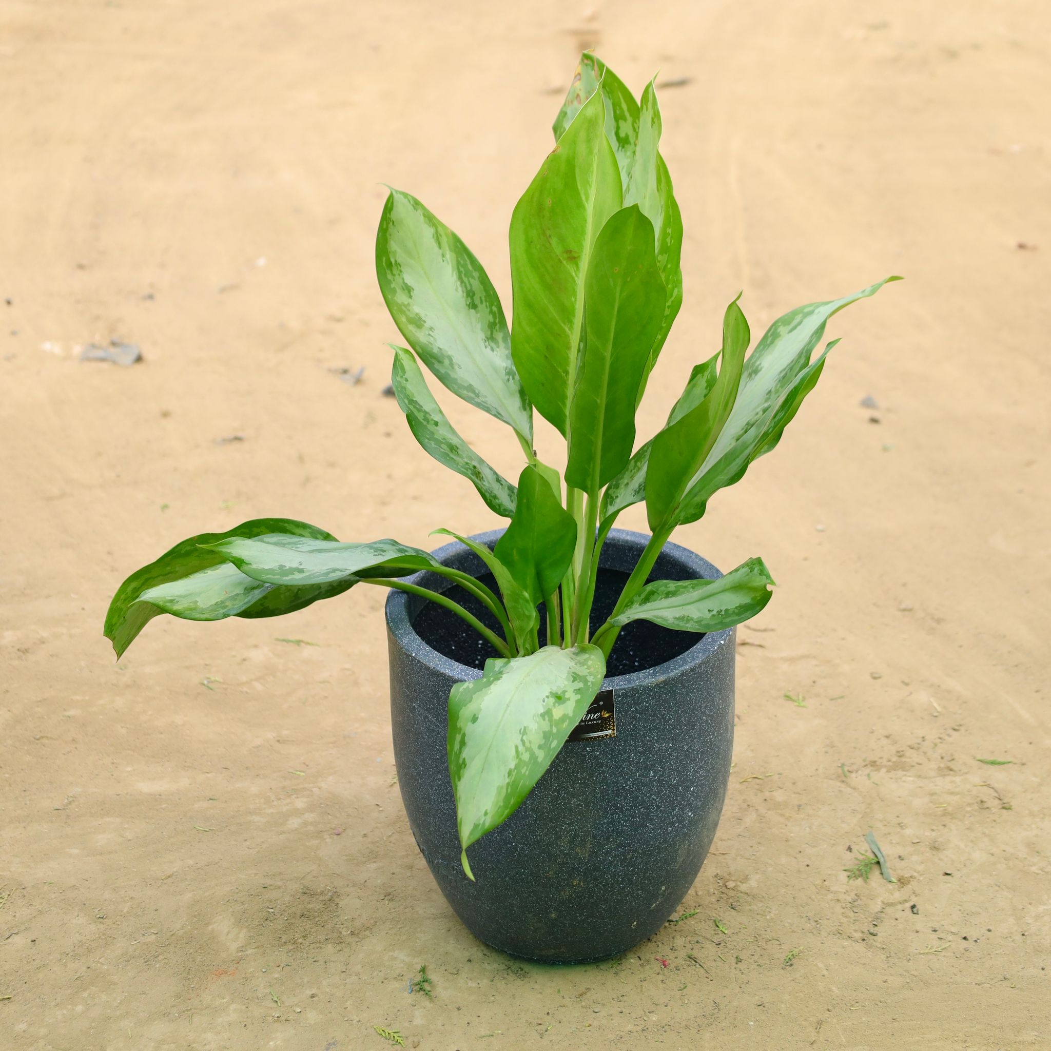 Exotic Aglaonema Green Enchantress in 12 X 12 Inch Grey Premium Orbis Fiberglass Planter