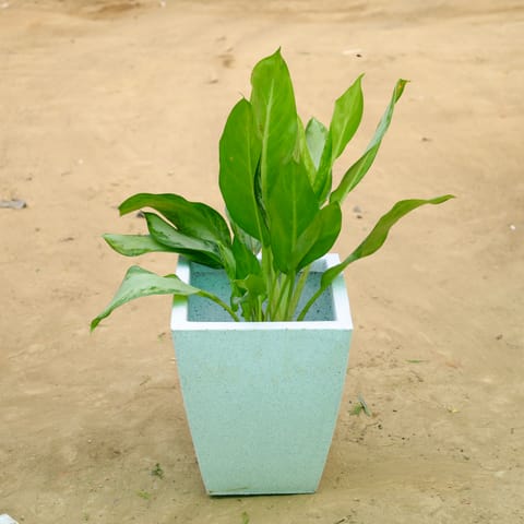 Exotic Aglaonema Green Enchantress in 12 X 10 Inch White Premium Blaze Fiberglass Planter�