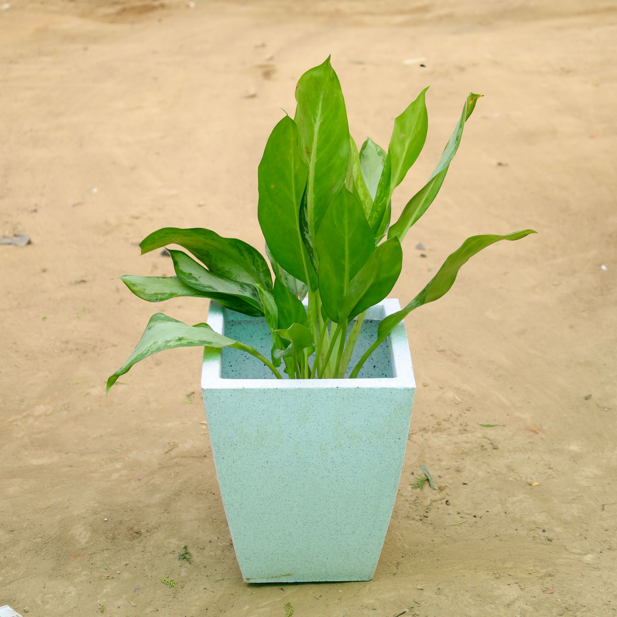Exotic Aglaonema Green Enchantress in 12 X 10 Inch White Premium Blaze Fiberglass Planter�