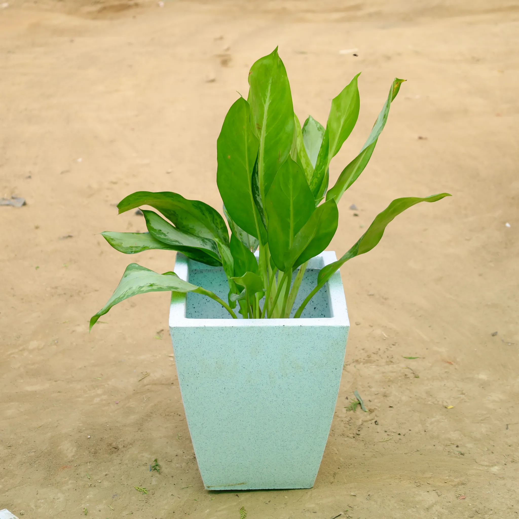 Exotic Aglaonema Green Enchantress in 12 X 10 Inch White Premium Blaze Fiberglass Planter?