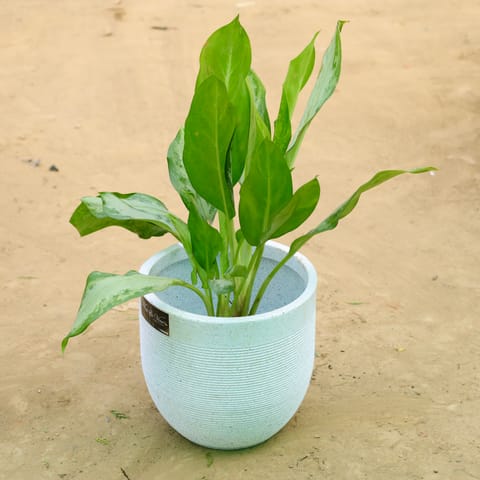 Exotic Aglaonema Green Enchantress in 12 X 12 Inch White Premium Orbis Fiberglass Planter