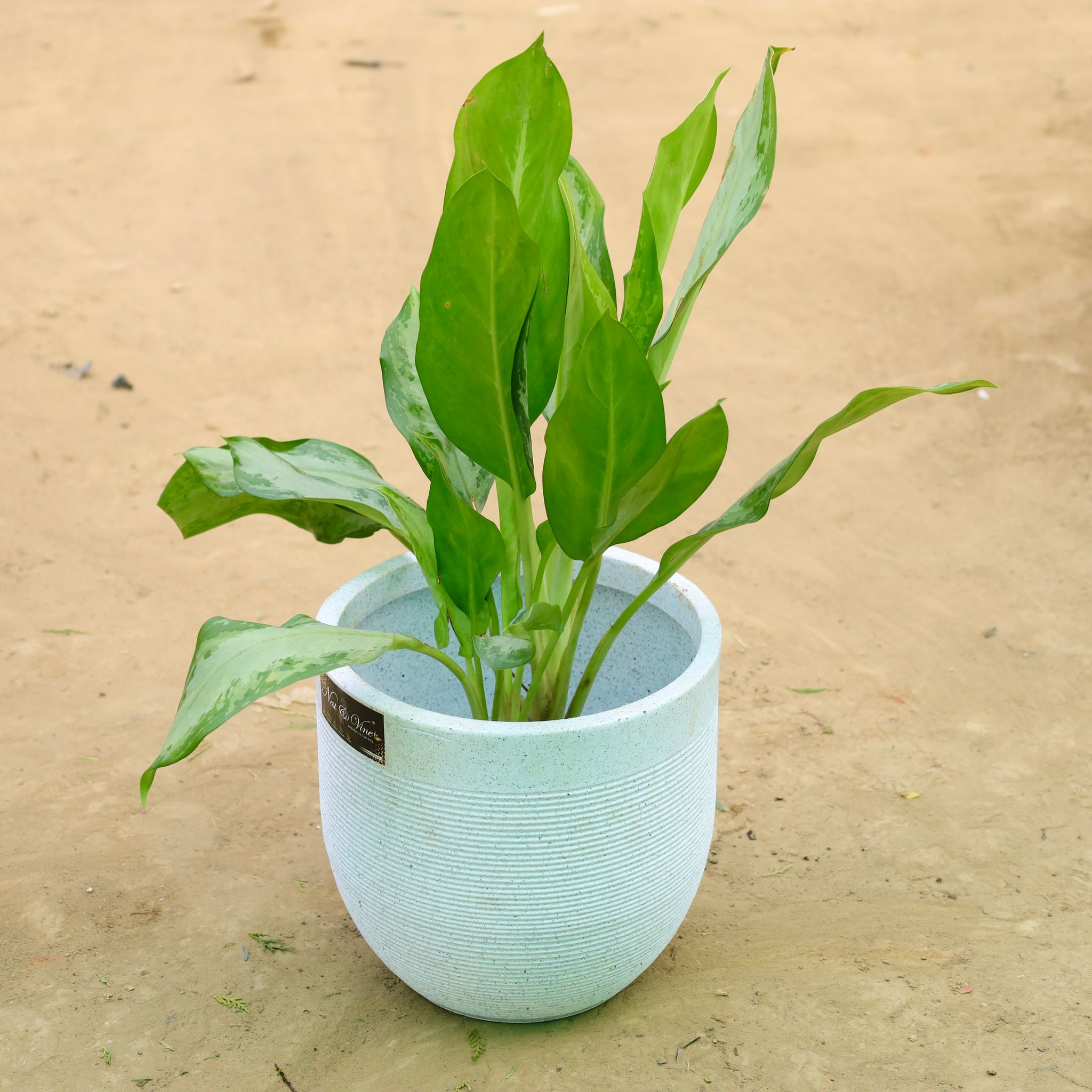 Exotic Aglaonema Green Enchantress in 12 X 12 Inch White Premium Orbis Fiberglass Planter
