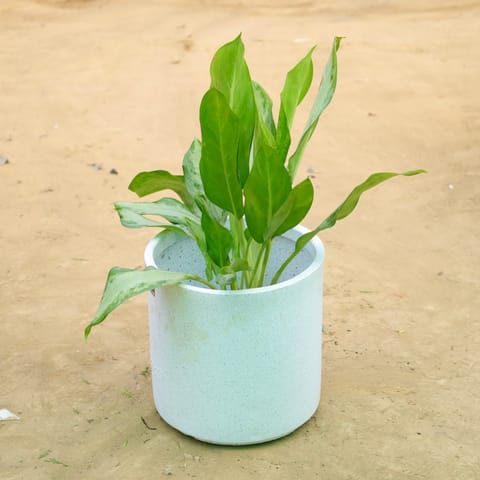 Exotic Aglaonema Green Enchantress in 11 X 11 Inch White Premium Dochieo Fiberglass Planter