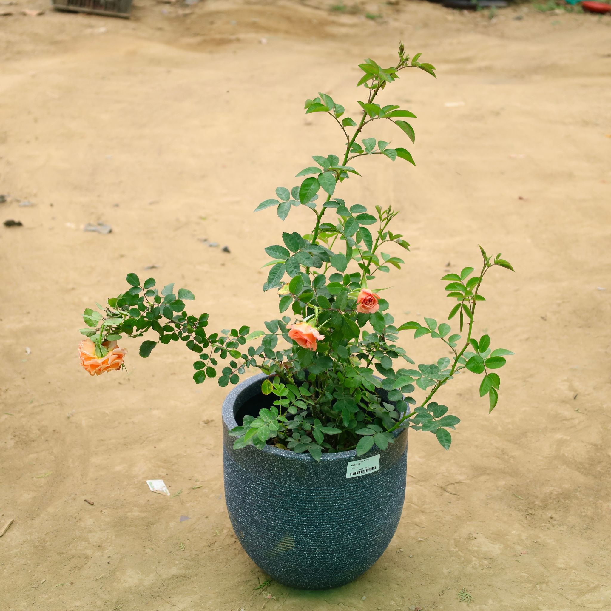 Miniature Rose (any color) in 12 X 12 Inch Grey Premium Orbis Fiberglass Planter