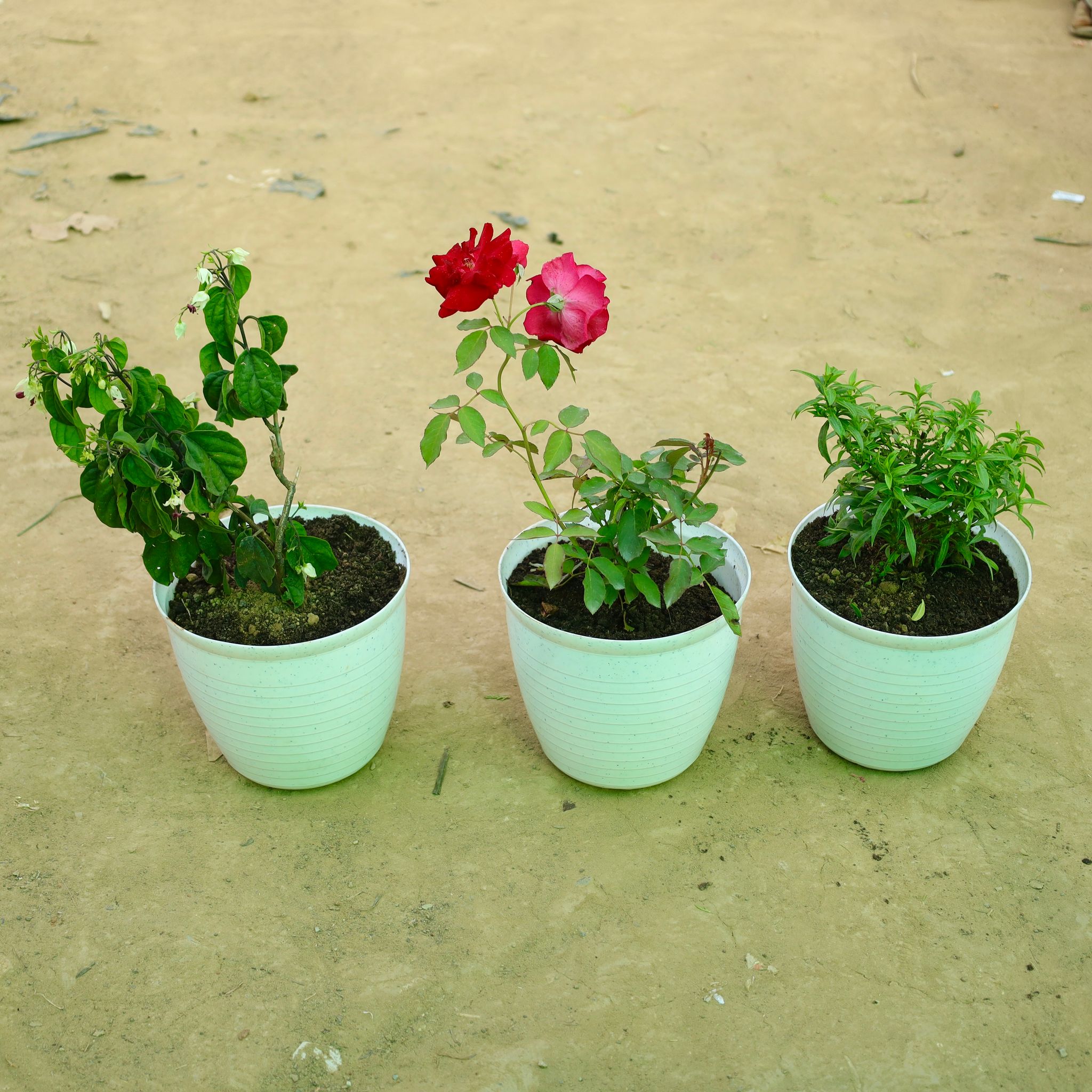 Set of 3 - Madhumalti, Red Rose & Allamanda Dwarf in 08 Inch White Marble Premium Milo Round Plastic Pot
