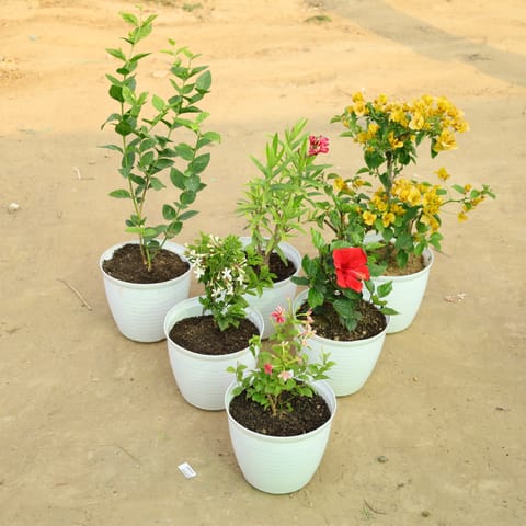 Set of 6 - Mogra, Kaner Red, Bougainvillea Yellow, Madhumalti, Hibiscus Dwarf Red & Rangoon Creeper Pink in 08 Inch White Marble Premium Milo Round Plastic Pot