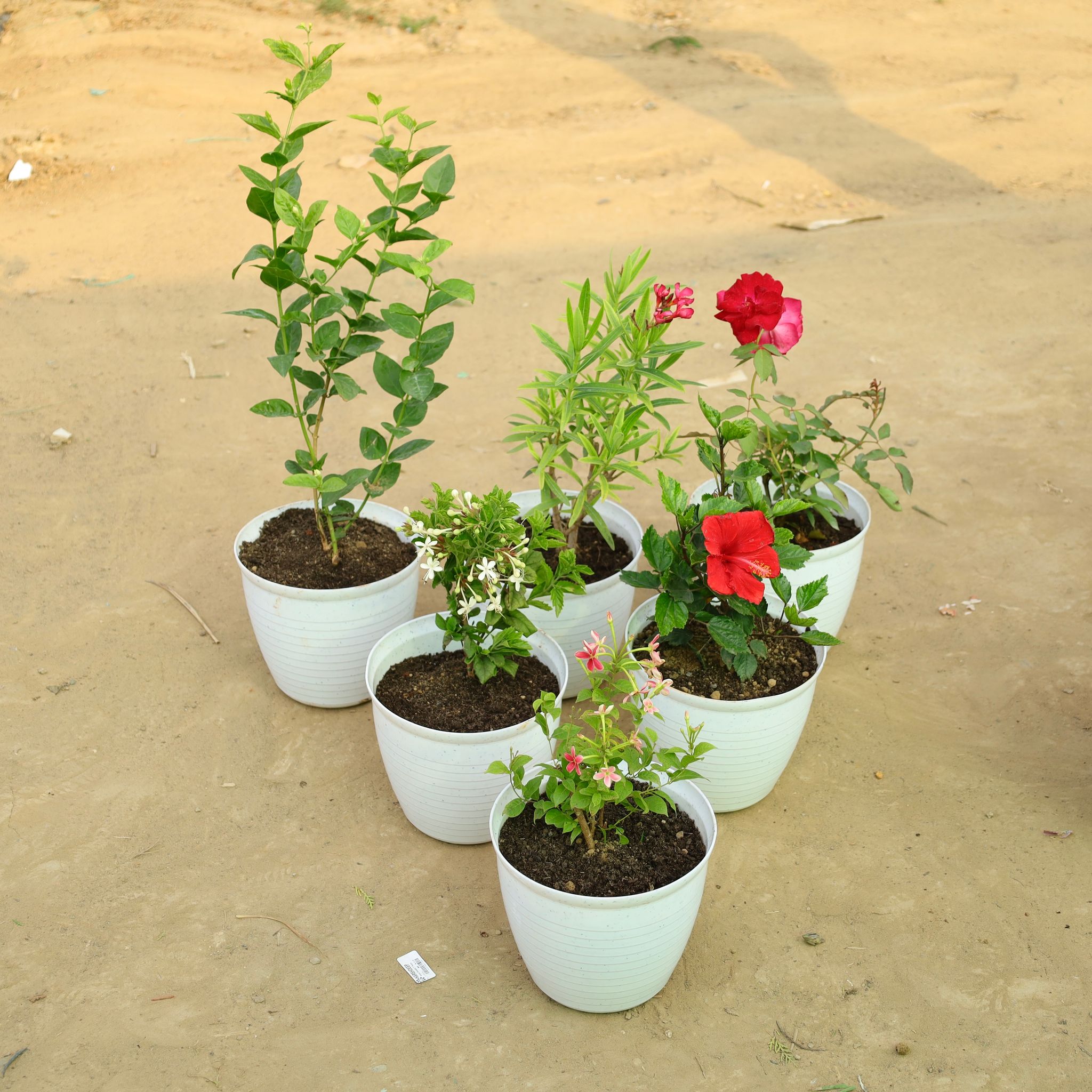 Set of 6 - Mogra, Kaner Red, Red Rose, Madhumalti, Hibiscus Dwarf Red & Rangoon Creeper Pink in 08 Inch White Marble Premium Milo Round Plastic Pot