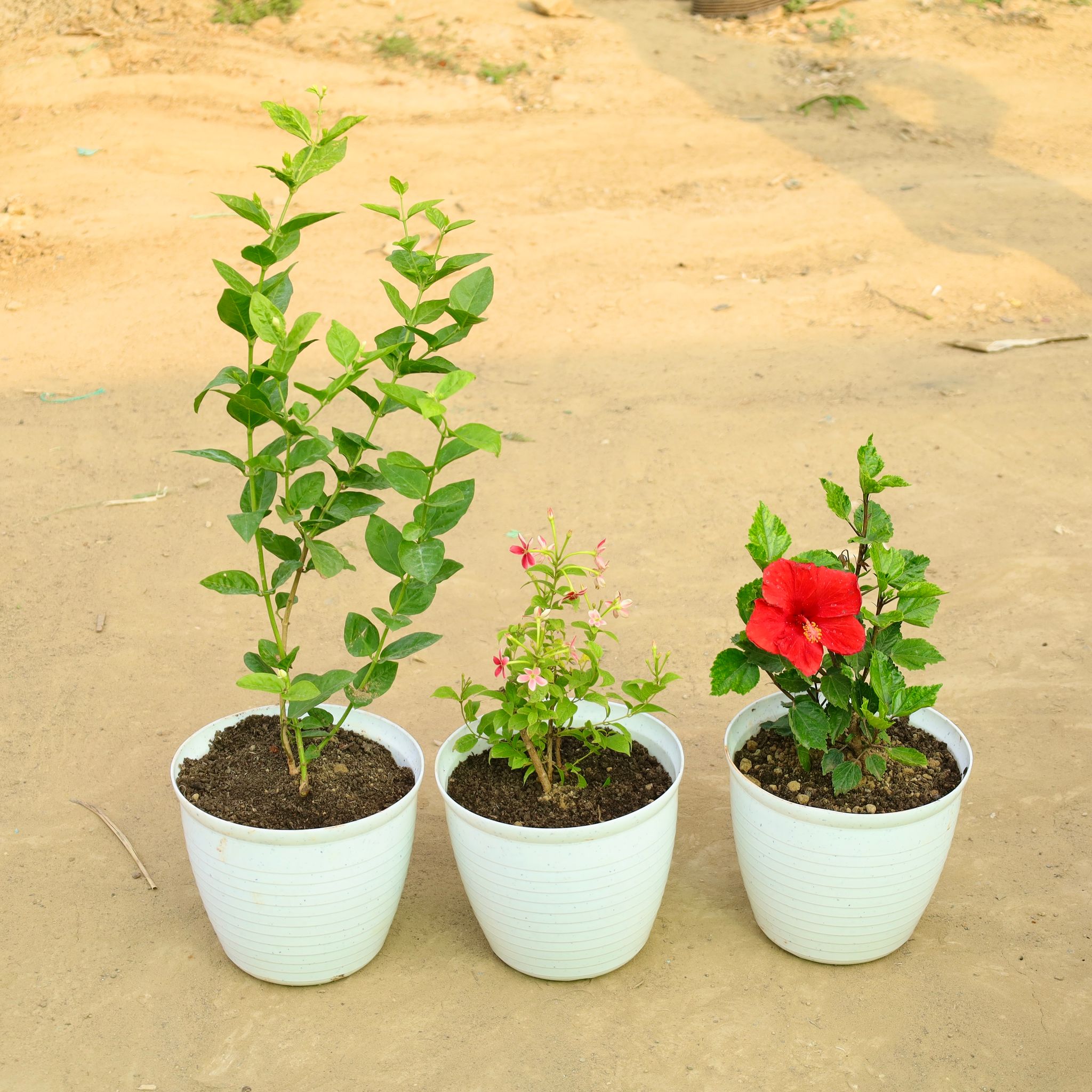 Set of 3 - Mogra, Rangoon Creeper Pink & Hibiscus Dwarf Red in 08 Inch White Marble Premium Milo Round Plastic Pot