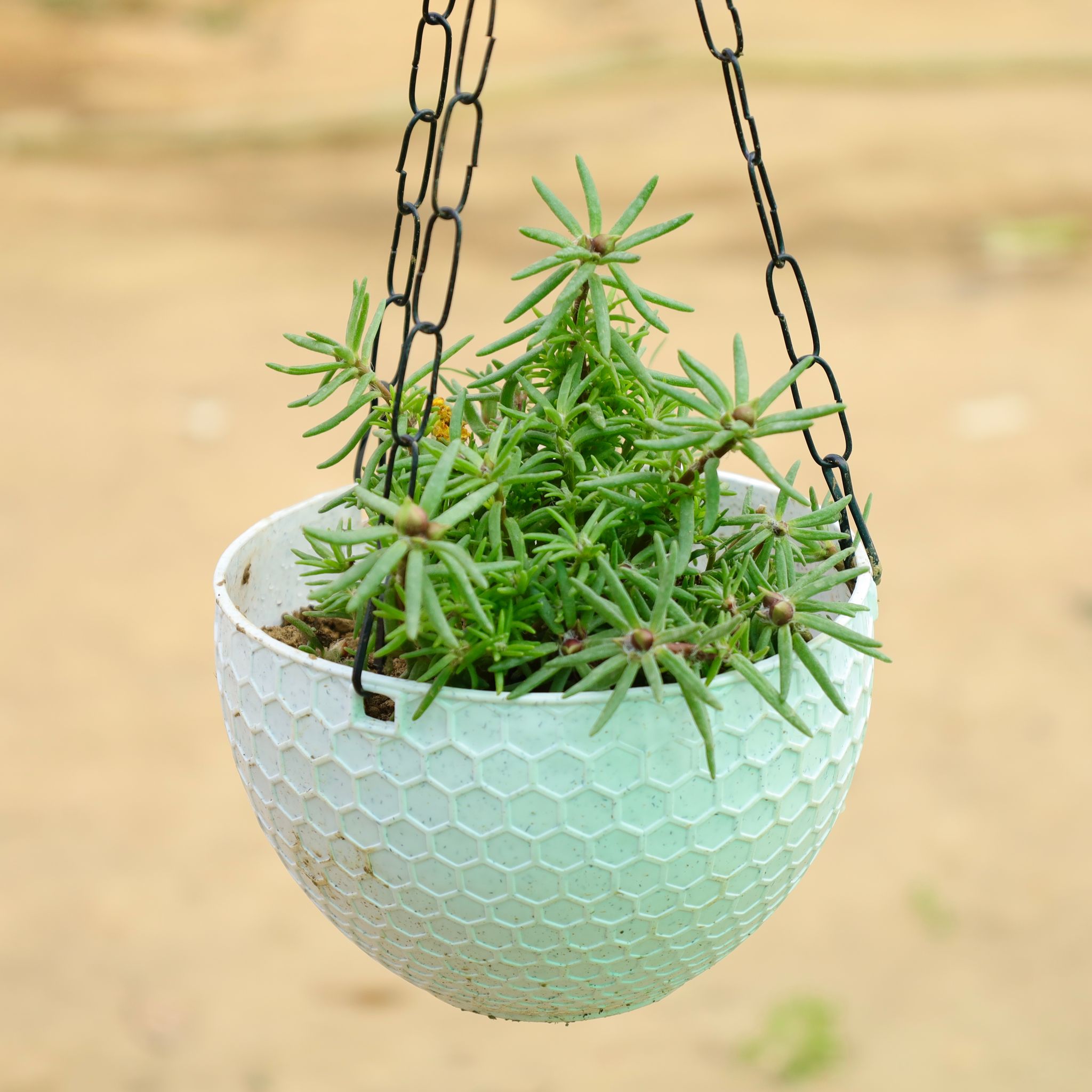 Portulaca Moss rose in 6 X 4 Inch White Premium Cerana Plastic Hanging Basket