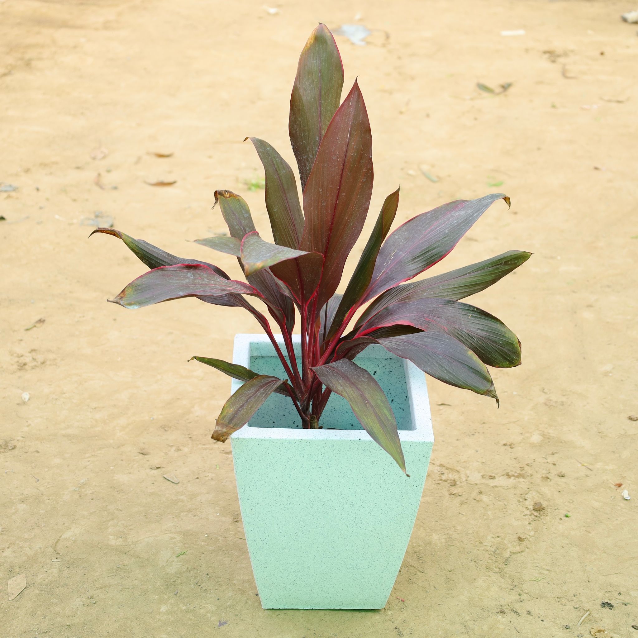 Dracaena Rosea in 12 X 10 Inch White Premium Blaze Fiberglass Planter�
