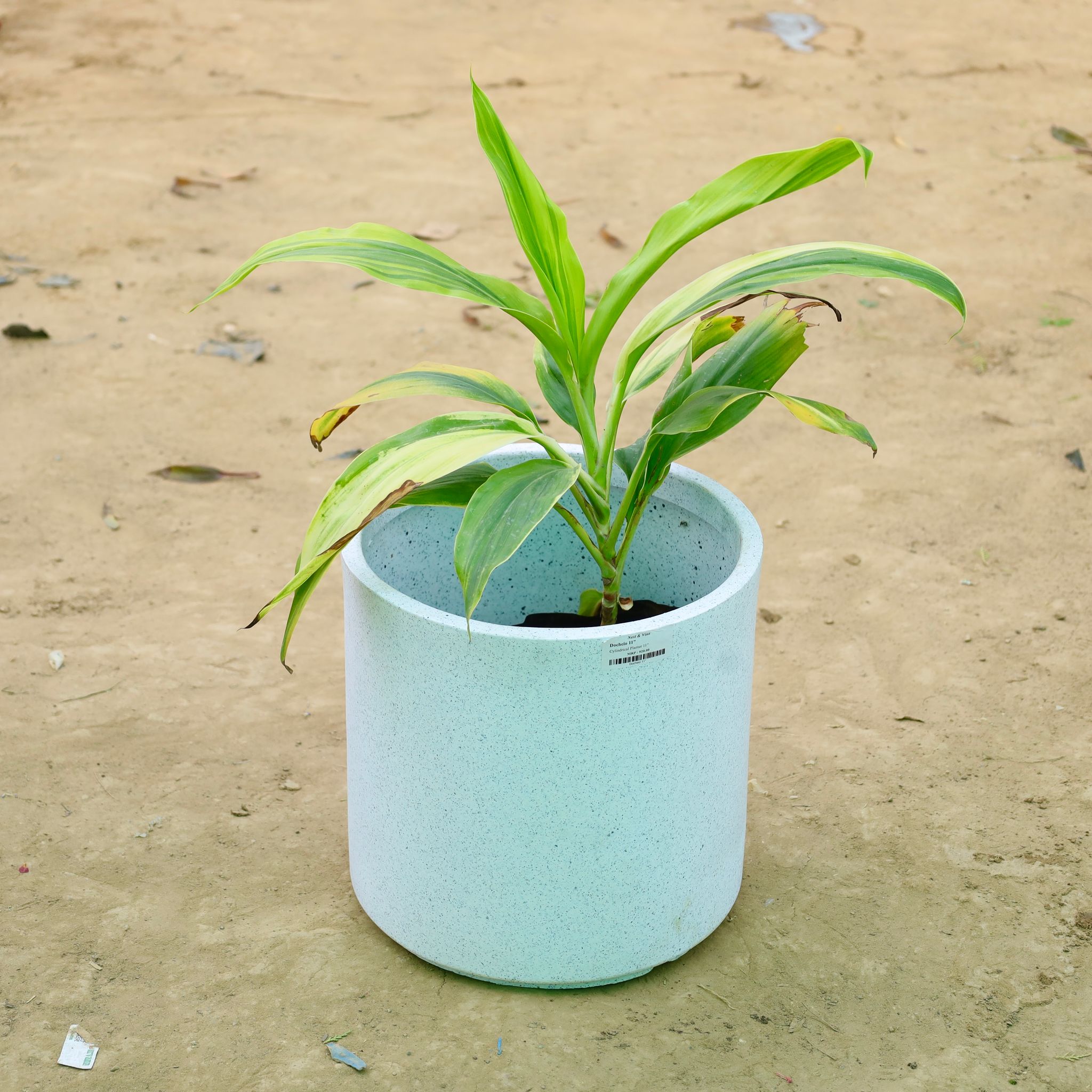 Dracaena�Tropical Ribbon in 11 X 11 Inch White Premium Dochieo Fiberglass Planter