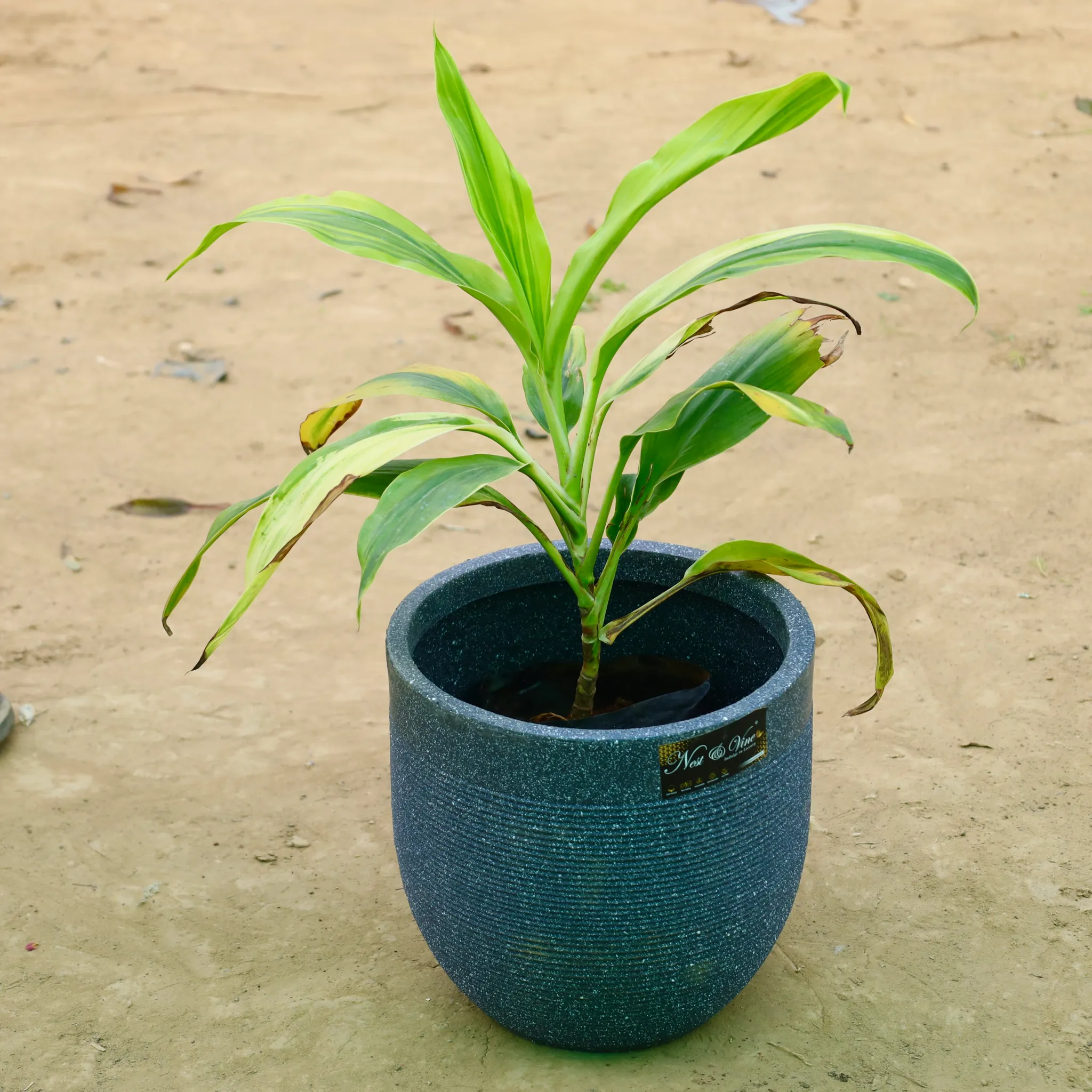 Dracaena�Tropical Ribbon in 12 X 12 Inch Grey Premium Orbis Fiberglass Planter