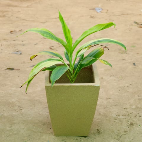 Dracaena?Tropical Ribbon in 12 X 10 Inch Live Fresh Plant Sandstone Premium Blaze Fiberglass Planter in Chembur Mumbai